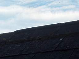 fkillineybeforeexternal 1460.jpg